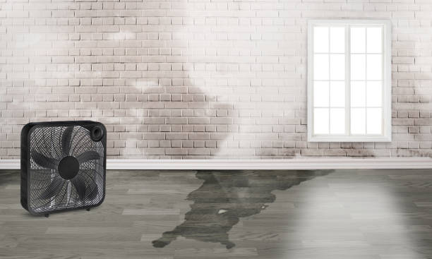 Best Professional water damage repair  in Renovo, PA